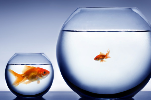 3429450146134293.jpg Big-fish-small-pond-shutterstock_8451121-600x400.jpg