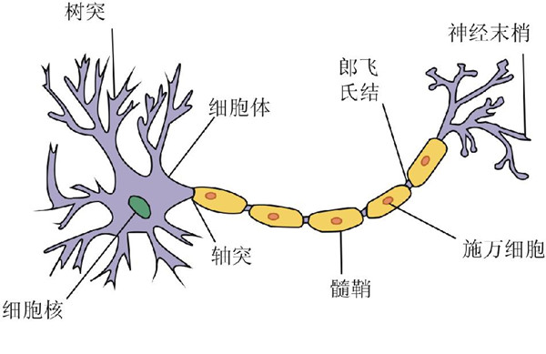 在轴突主干上有时分出许多侧枝.主干内包含许多平行排列的神经原纤维.