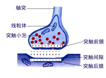 01-02突触间隙.jpg