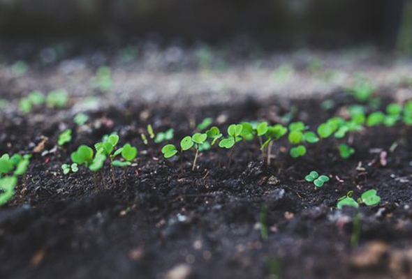 7661192454559609.jpg rucola-791380__340.jpg