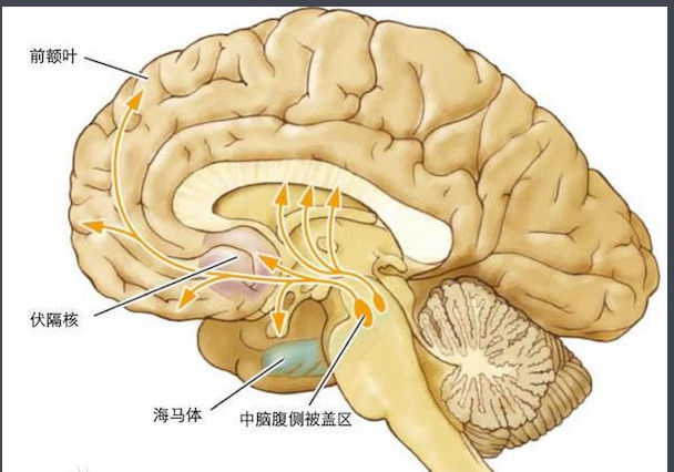 伏隔核最重要的功能是,当你发现自己在做正确的事情时,伏隔核就会给你