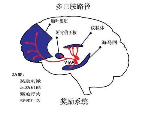 天使与魔鬼的结合 - 多巴胺的爱恨情仇 | 心理学词条