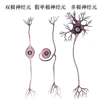 01-02神经元类型.jpg