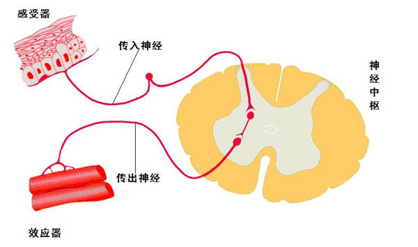 01-02反射弧.jpg