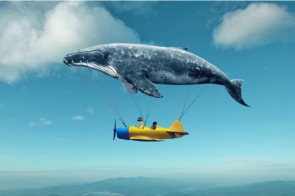 文   robbert bosnak