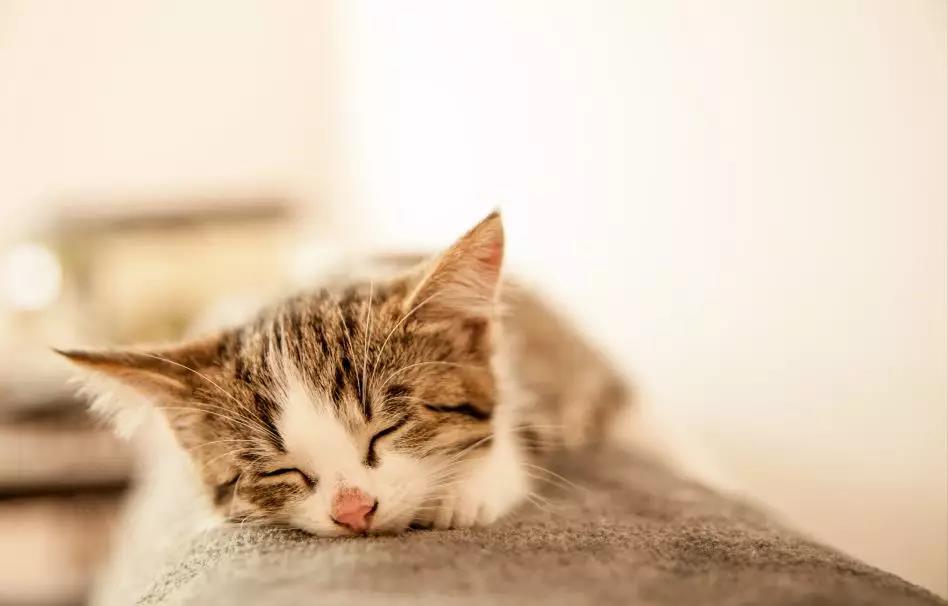 中国留学生虐猫致死背后，藏着无法制裁的人性-心理学文章-壹心理