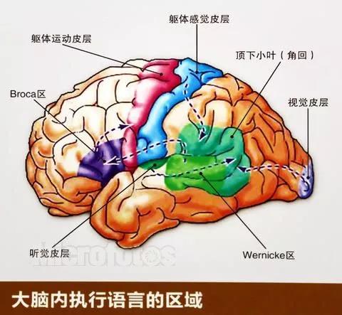 威尔尼克中枢图片