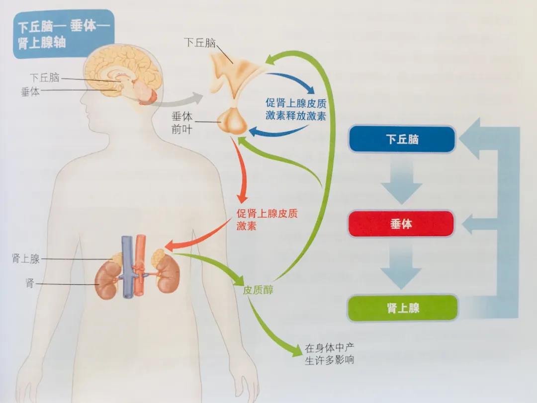 荷尔蒙在爱情里的作用图片