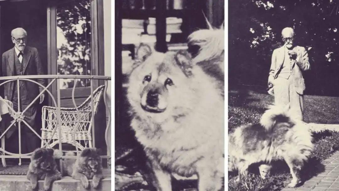 神奇动物心理治疗犬 心理学文章 壹心理 神奇动物心理治疗犬 心理学文章 壹心理