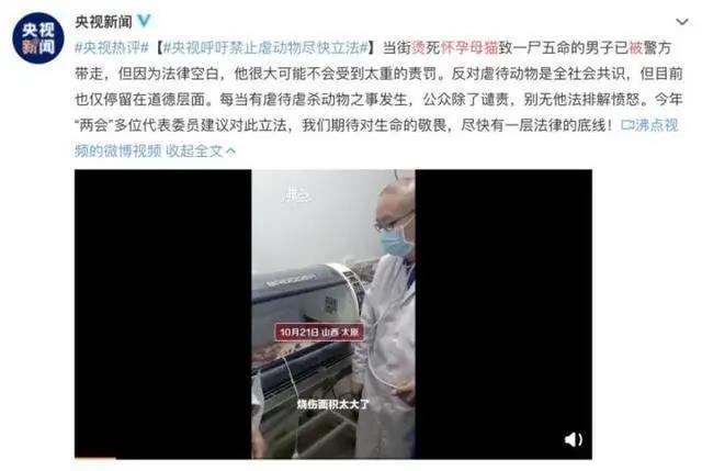 虐猫 虐狗的变态心理 从缺爱到报复社会 心理学文章 壹心理 虐猫 虐狗的变态心理 从缺爱到报复社会 心理学文章 壹心理