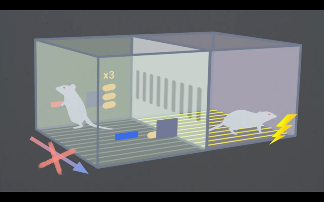 电击老鼠实验图片