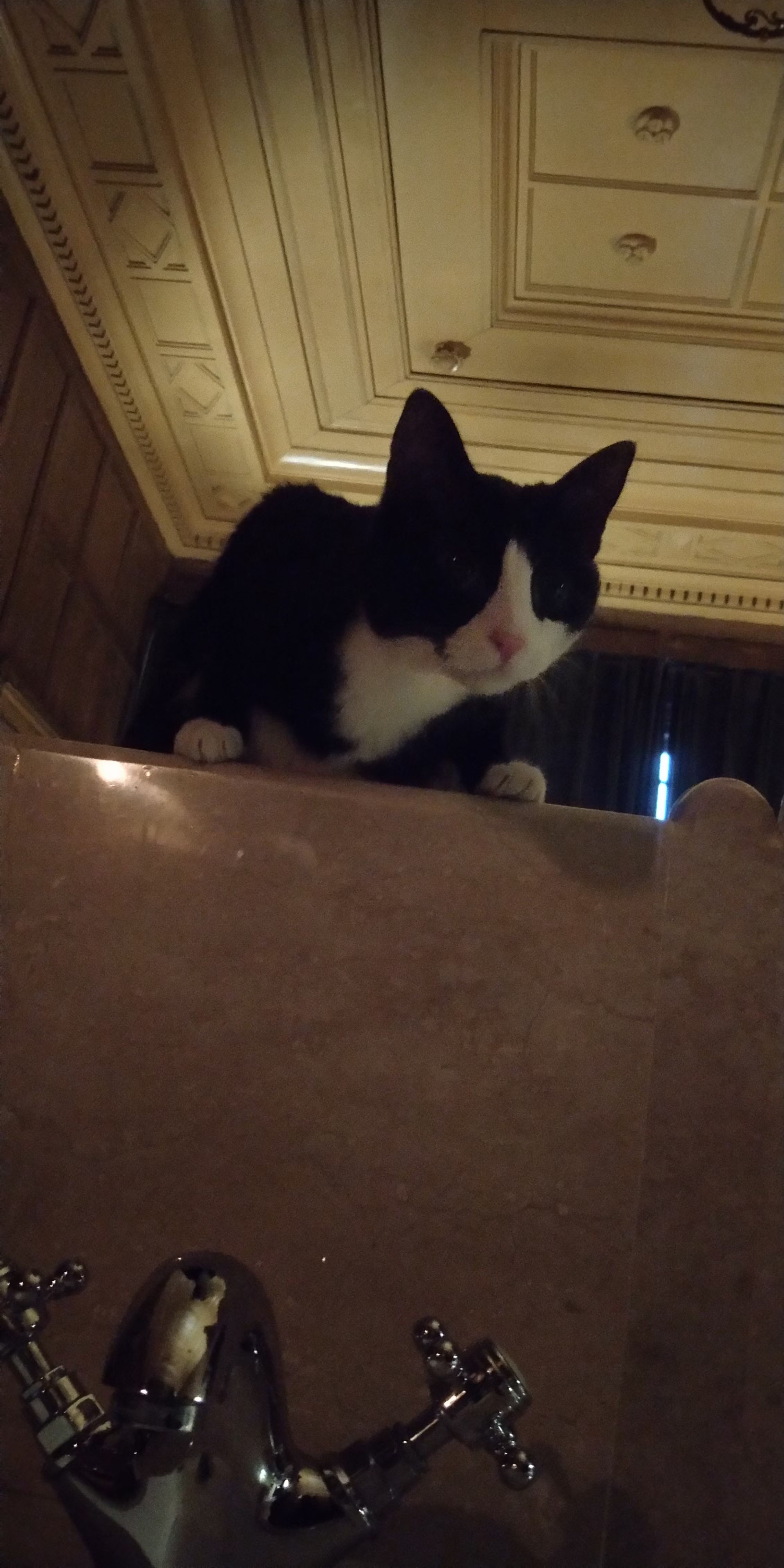 猫咪去喵星球了-心理学文章-壹心理 猫咪去喵星球了-心理学文章-壹心理