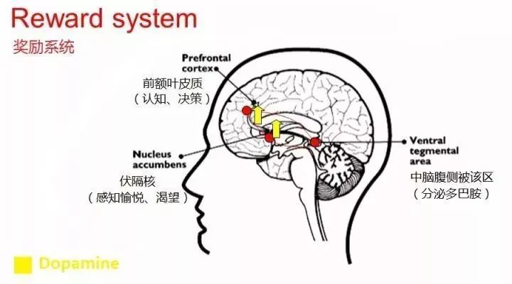 如果爱情注定会归于平淡 |《贪婪的多巴胺》-心理学文章-壹心理