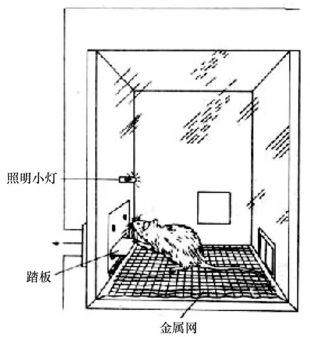 斯金纳箱实验