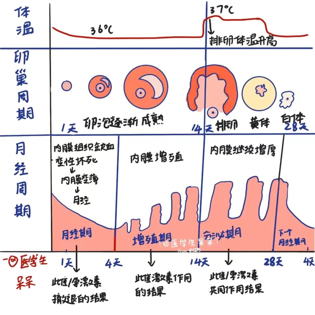 女子月经周期表图图片