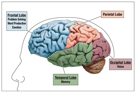 大腦中影響我們心理、情緒和行為的部分