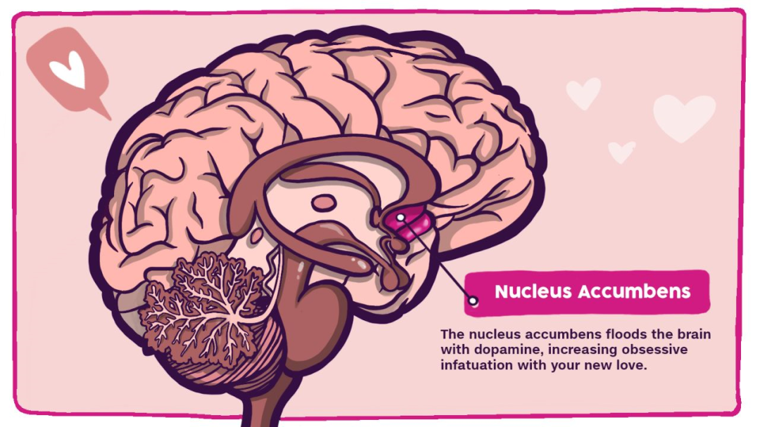大脑是如何让我们恋爱的？