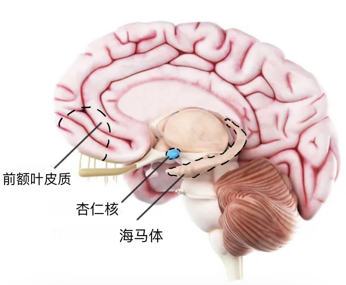 “抑郁症会对我们的大脑造成哪些影响”？|心理科普-心理学文章-壹心理