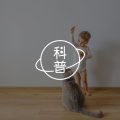 人有人格，猫也有猫格 | 猫猫性格心理学