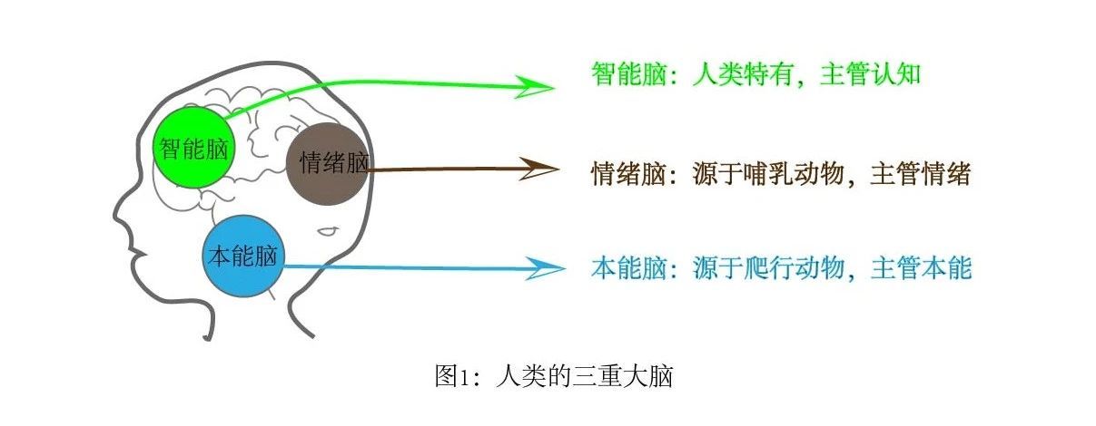 认识我们的大脑-心理学文章-壹心理