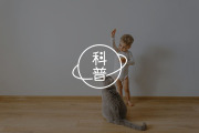 科胡特 | 什么是“不含诱惑的深情，不带敌意的坚决”？