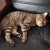 蓉城猪儿虫