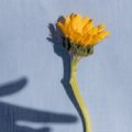 壹心理咨询师之家 家庭全年系统培训 | 你小心翼翼的样子，正在被家庭“拿捏”