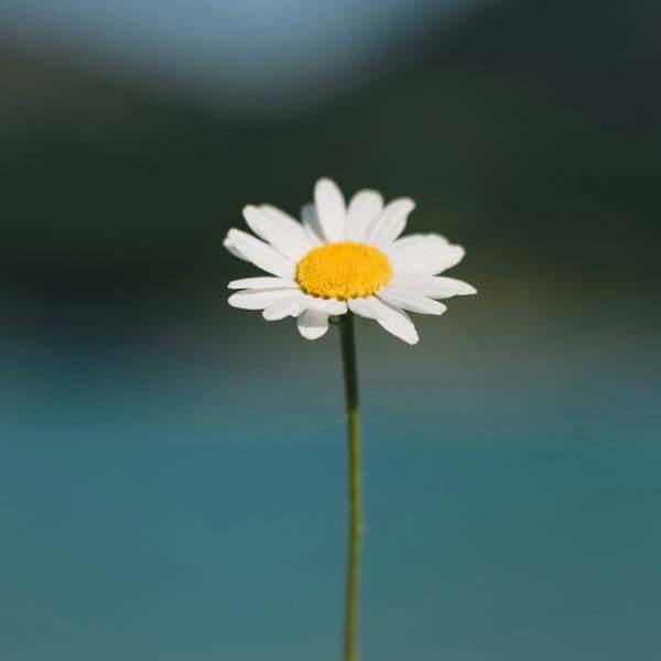 Dec 05.日签-心理学文章-壹心理