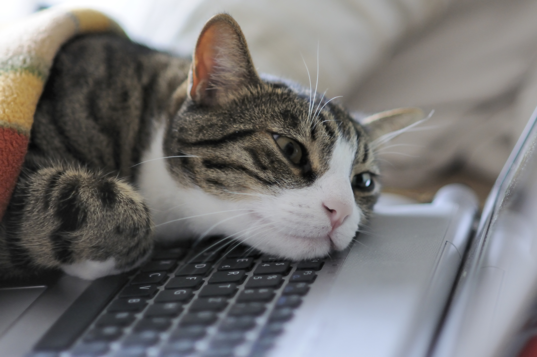 Включи котики устали громкость. Кот устал. Кошка и компьютер. Усталый котик. Котик за компьютером.